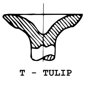 T - Tulip